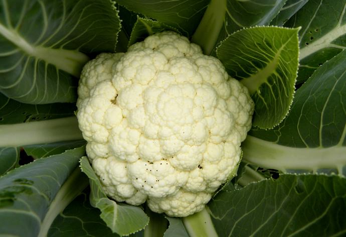 По количеству питательных веществ, а также диетическим и вкусовым характеристикам цветная капуста в несколько раз превосходит любые другие разновидности капусты